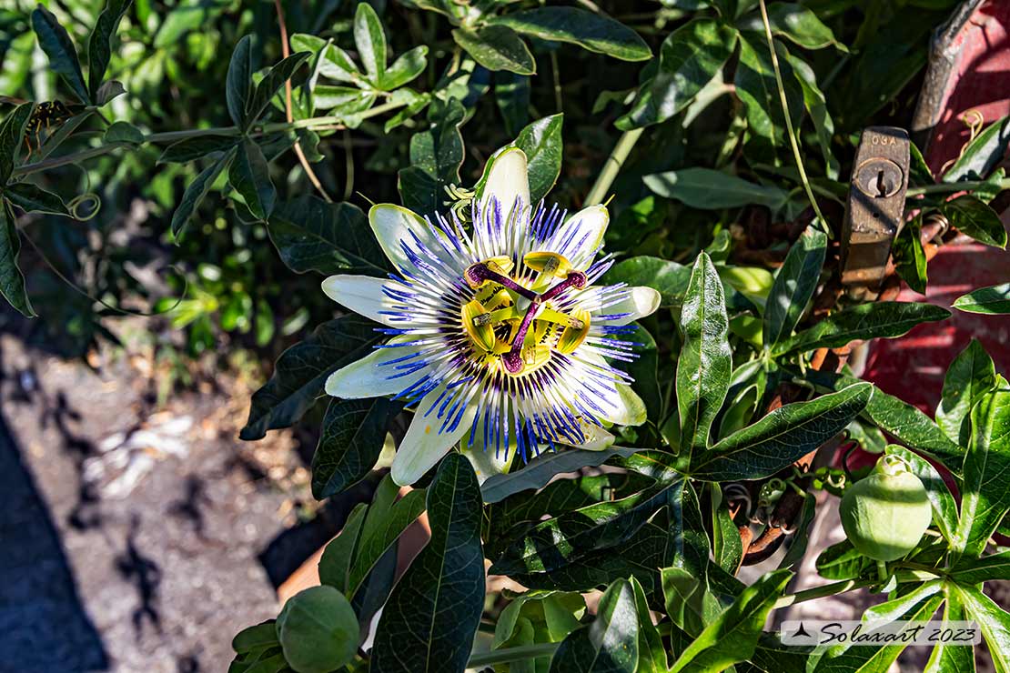 Passiflora caerulea - Fiore della passione