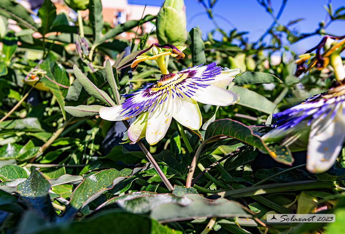 Passiflora caerulea - Fiore della passione