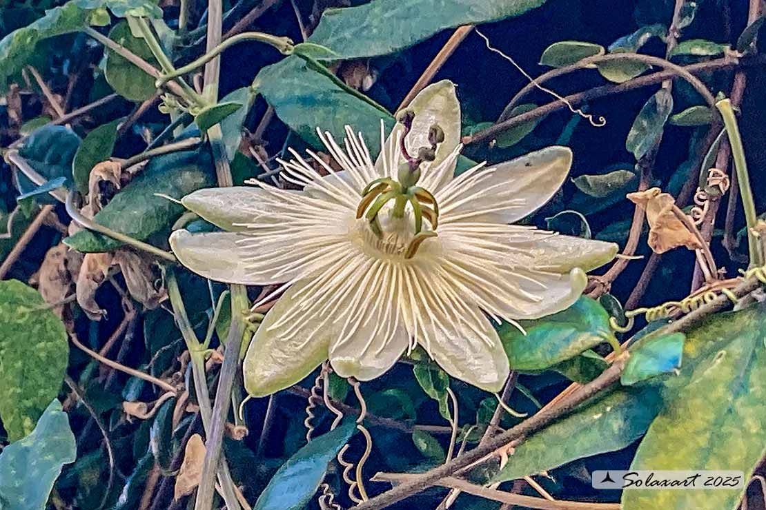Passiflora caerulea 'Constance Elliot'- Fiore della passione bianco