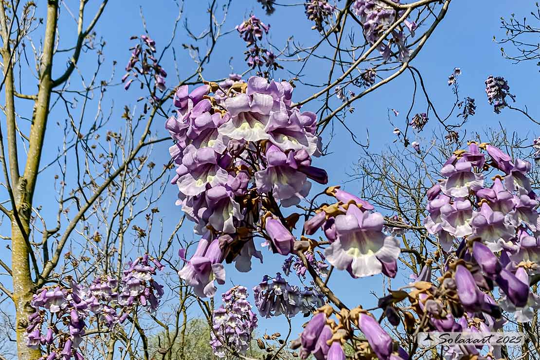 Paulownia tomentosa