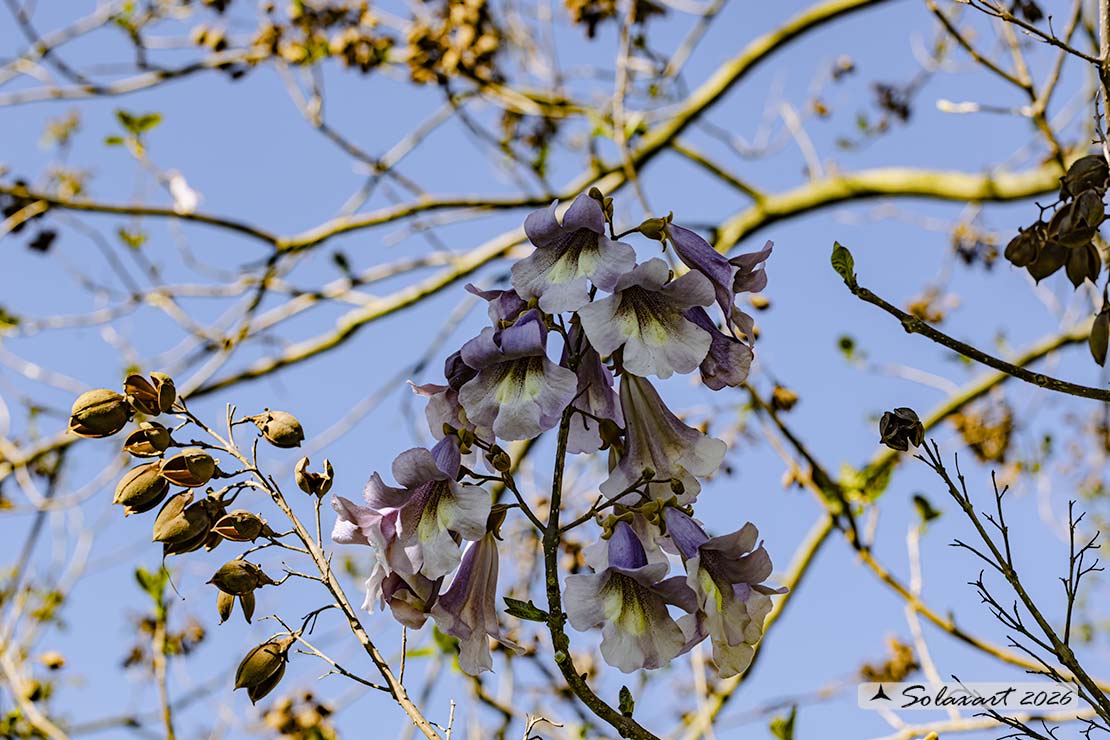 Paulownia tomentosa 