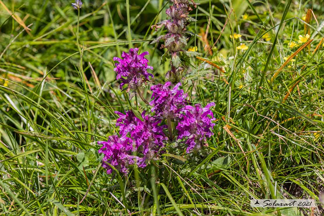 Pedicularis verticillata