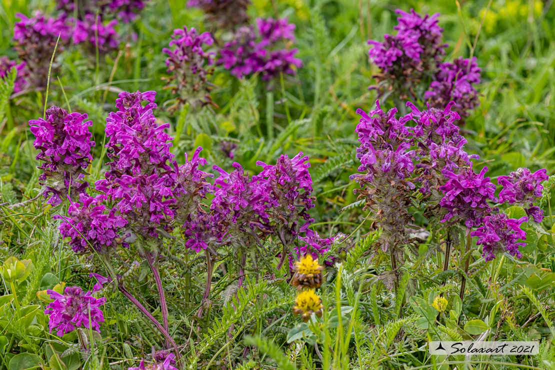 Pedicularis verticillata