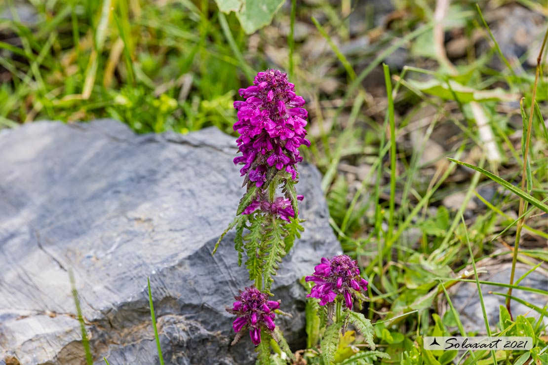 Pedicularis verticillata