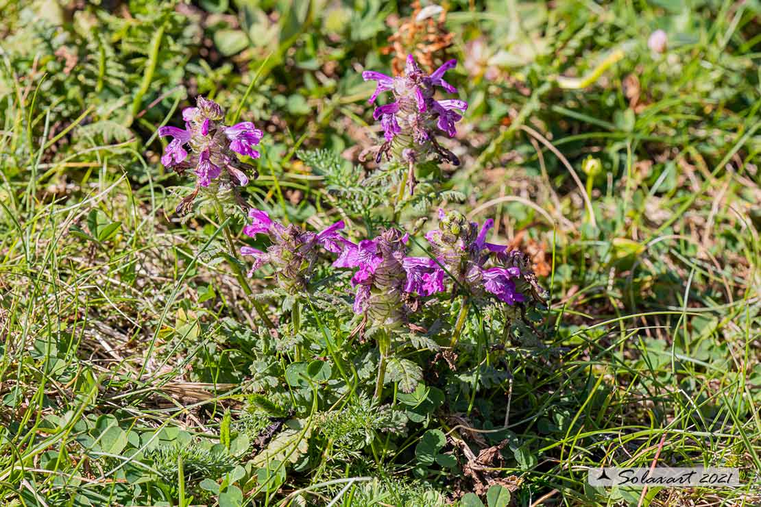 Pedicularis verticillata
