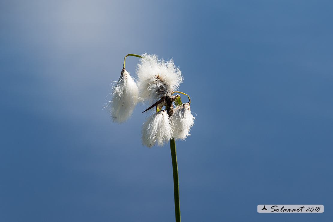 Eriophorum angustifolium