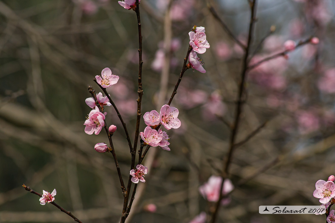 Prunus persica - Pesco