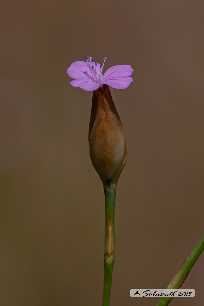 Petrorhagia prolifera - Garofanina annuale