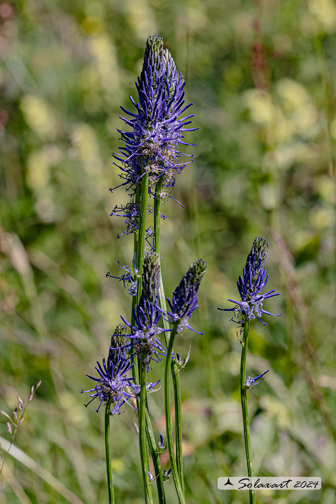 Campanulaceae betonicifolium