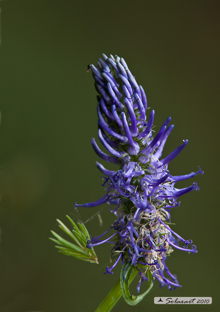 Campanulaceae betonicifolium