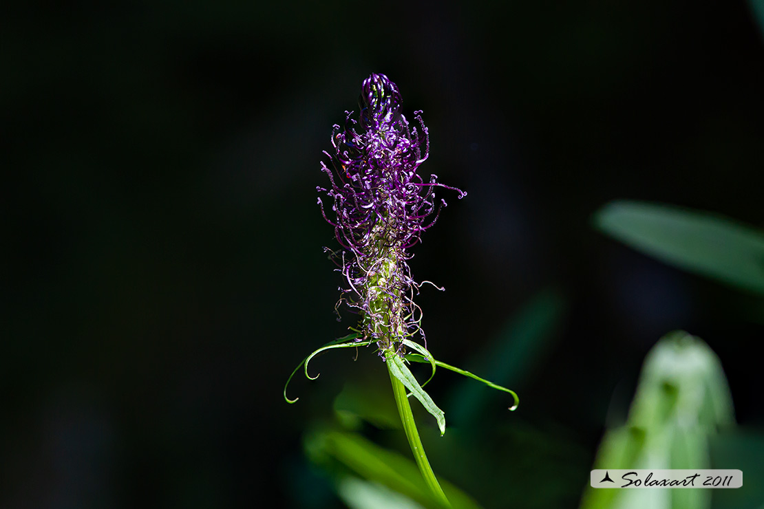 Pytheuma halleri - ovatum