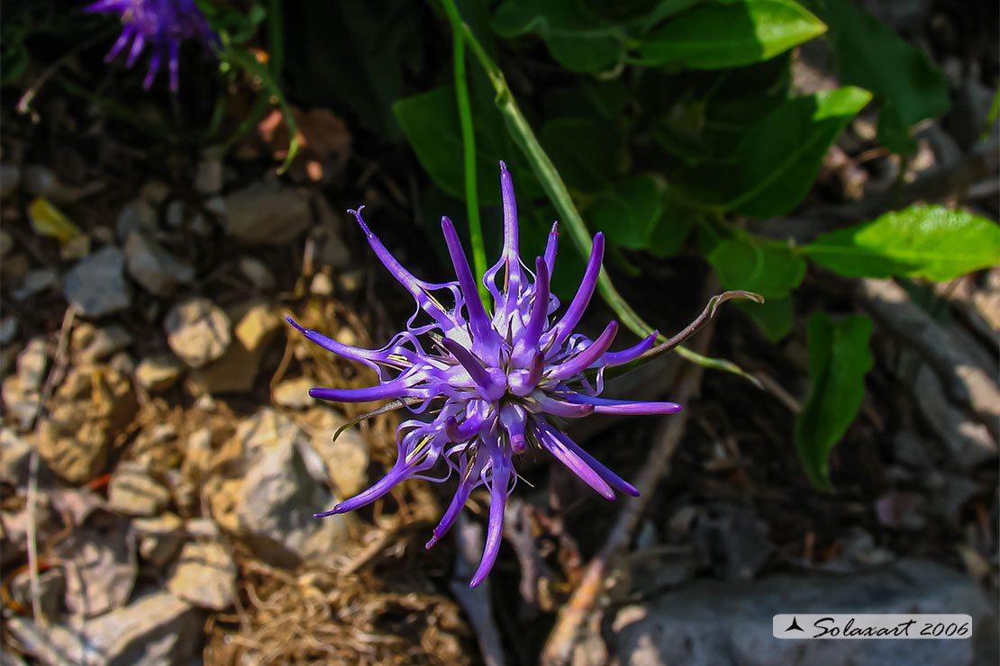 Phyteuma michelii