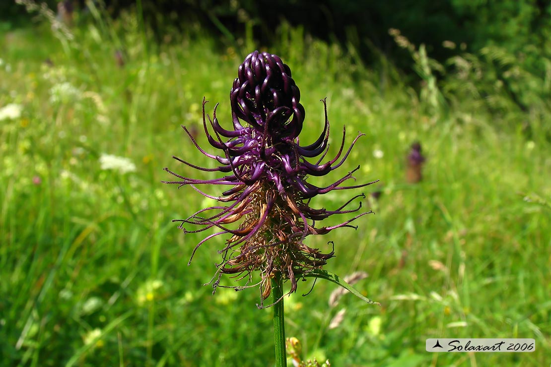 Pytheuma ovatum