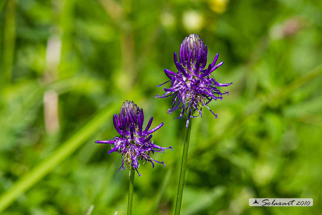 Pytheuma persicifolium