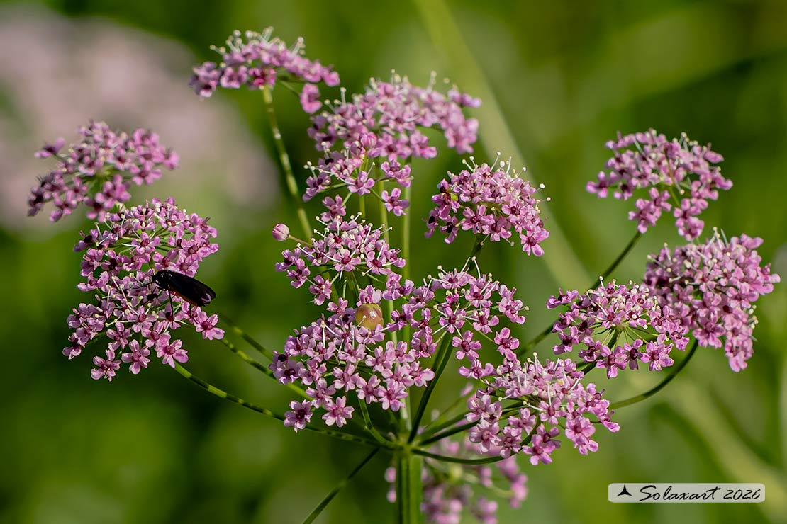 Pimpinella major; Pimpinella maggiore