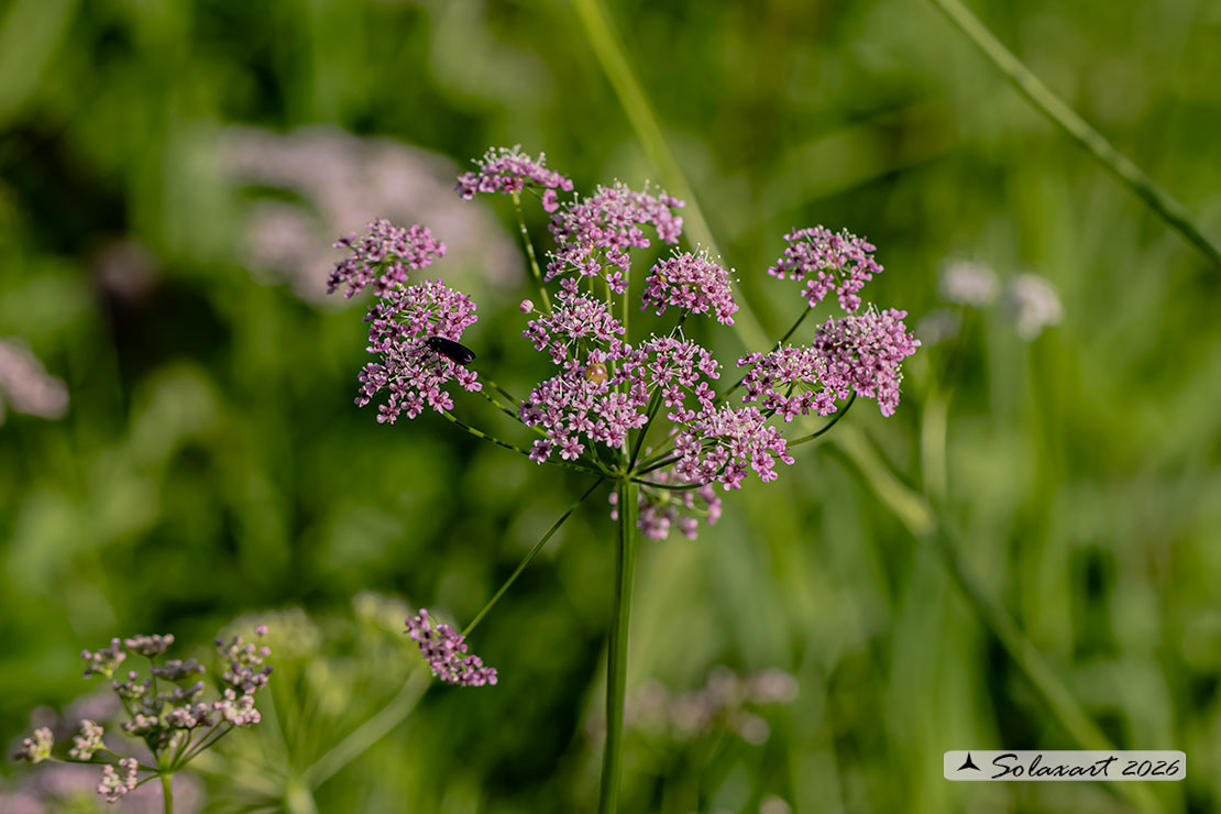 Pimpinella major; Pimpinella maggiore