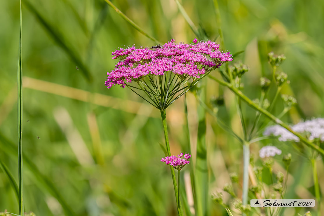 Pimpinella major; Pimpinella maggiore