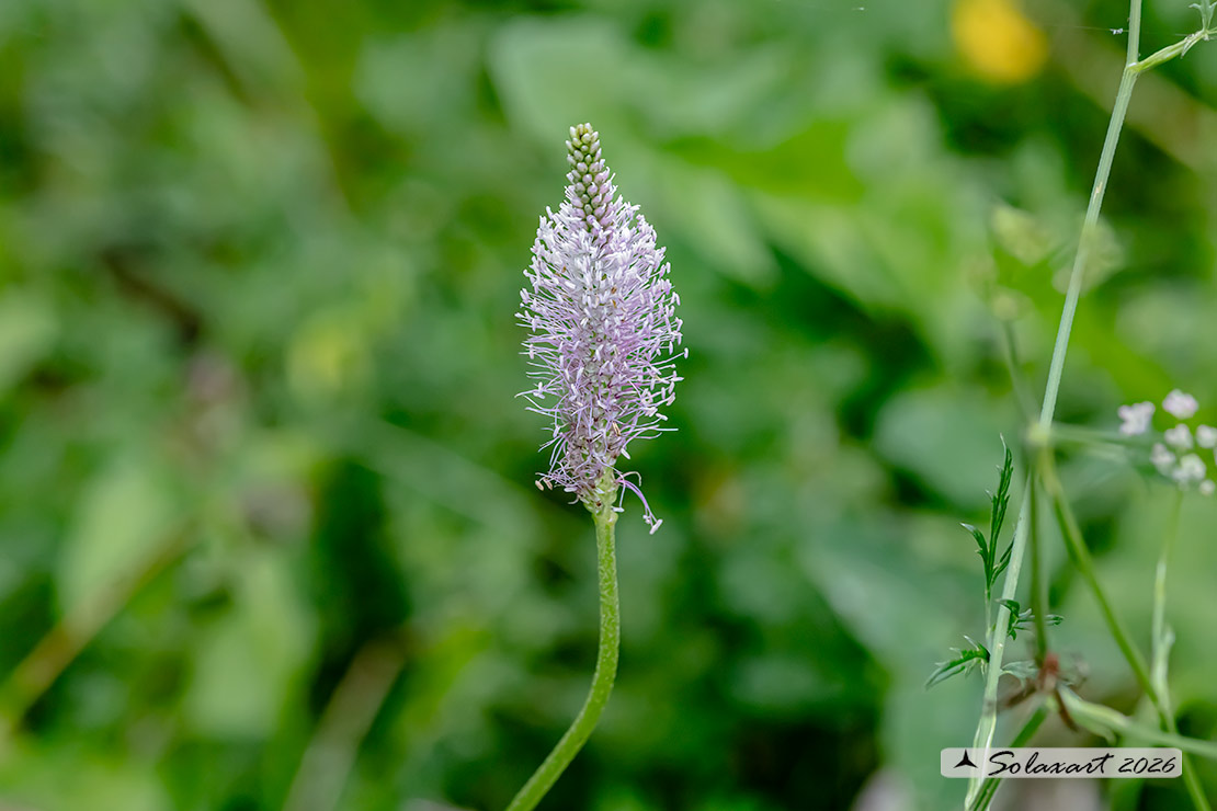Plantago media
