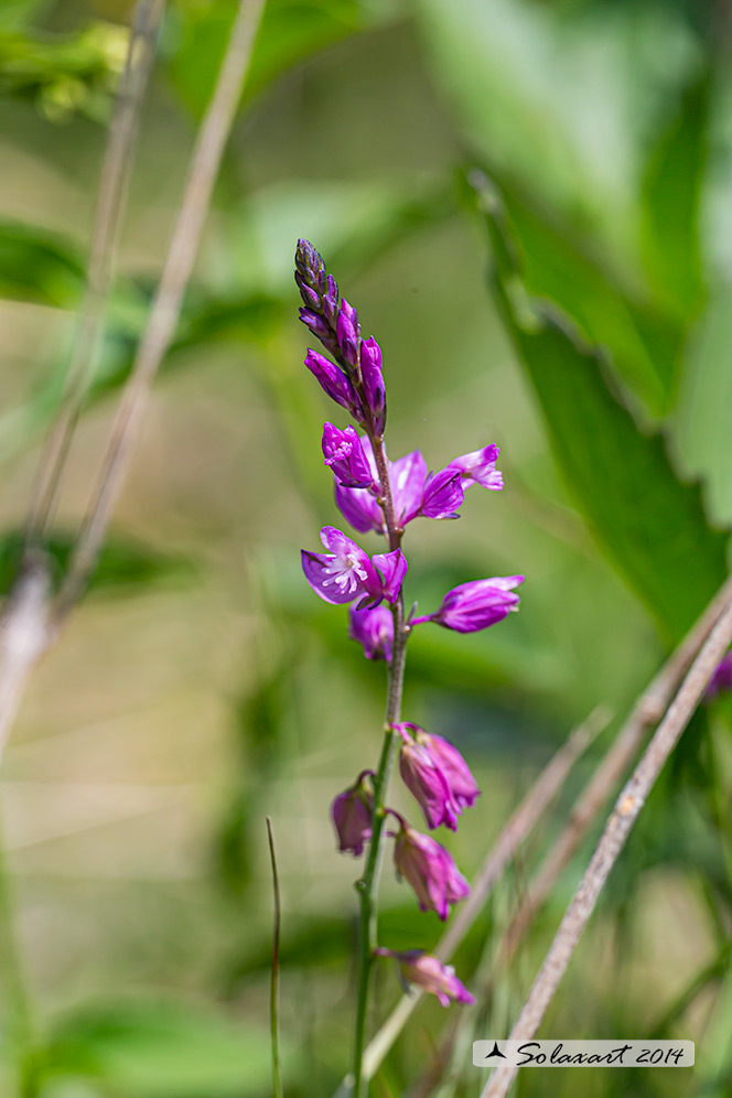 Polygala nicaeensis
