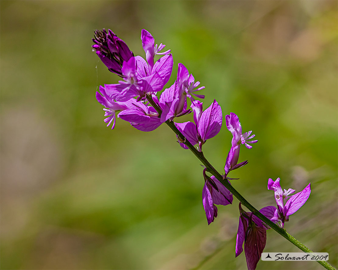 Polygala pedemontana