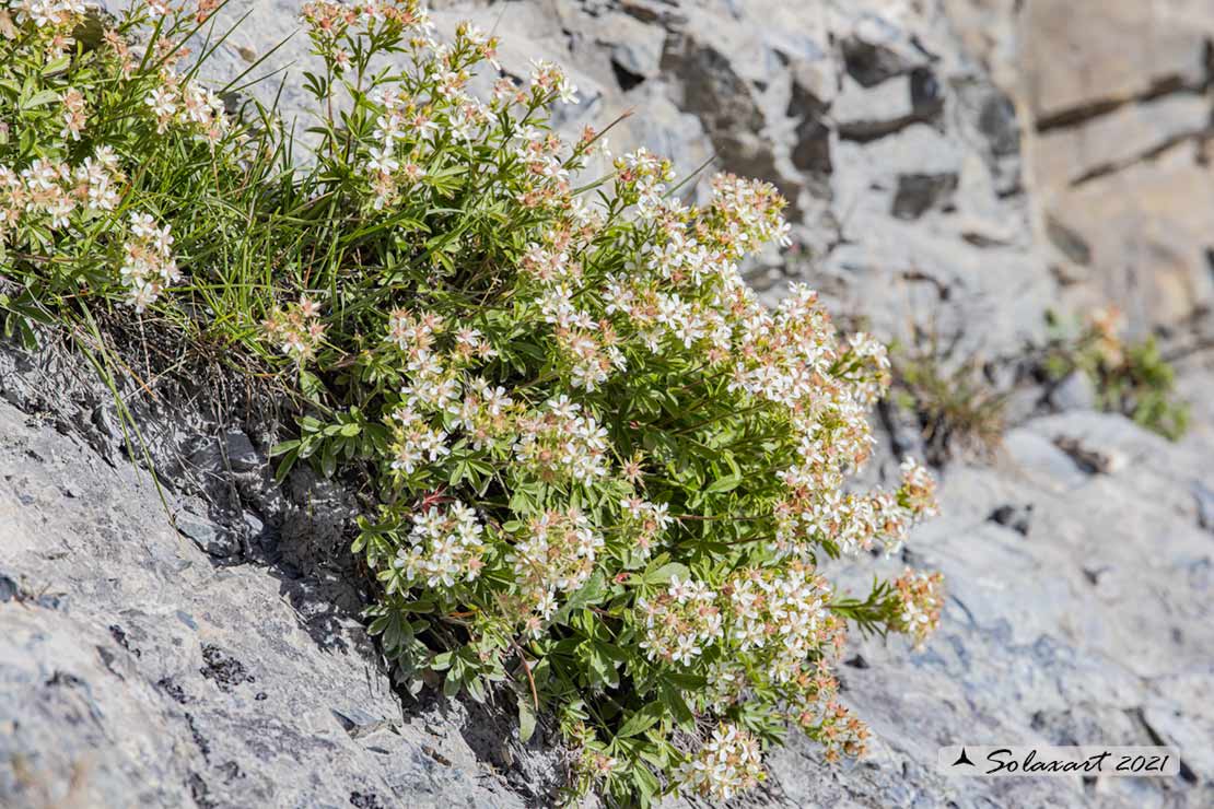Potentilla caulescens