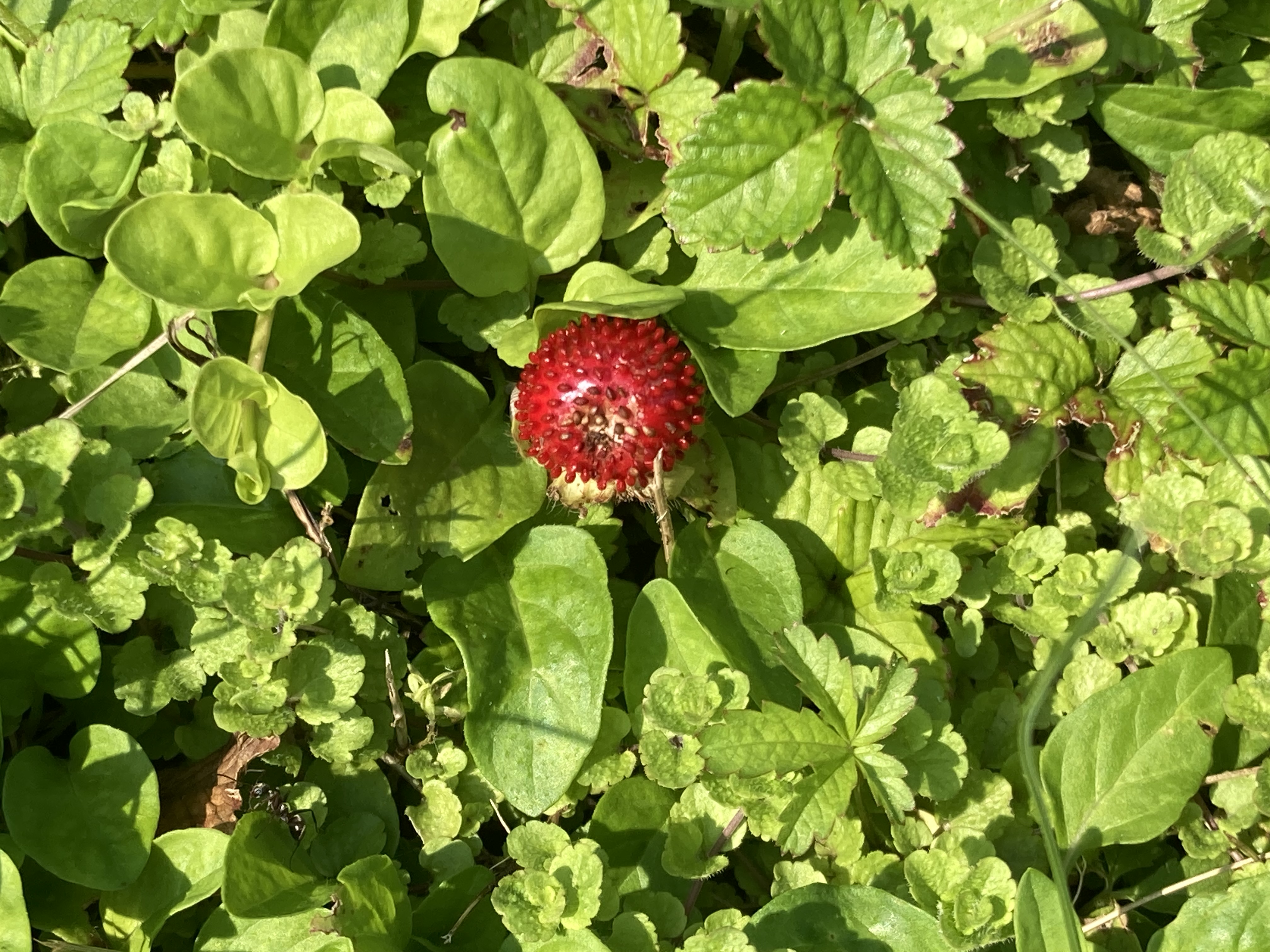 Potentilla indica