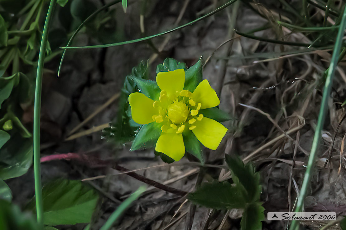 Potentilla indica