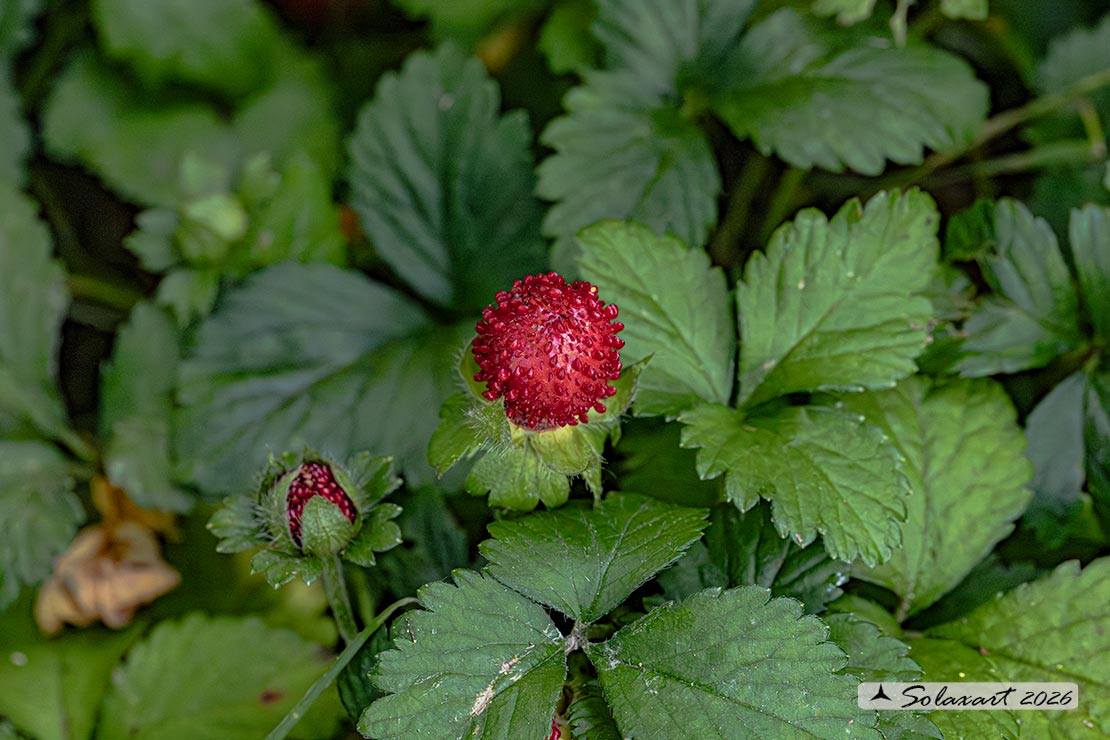 Potentilla indica