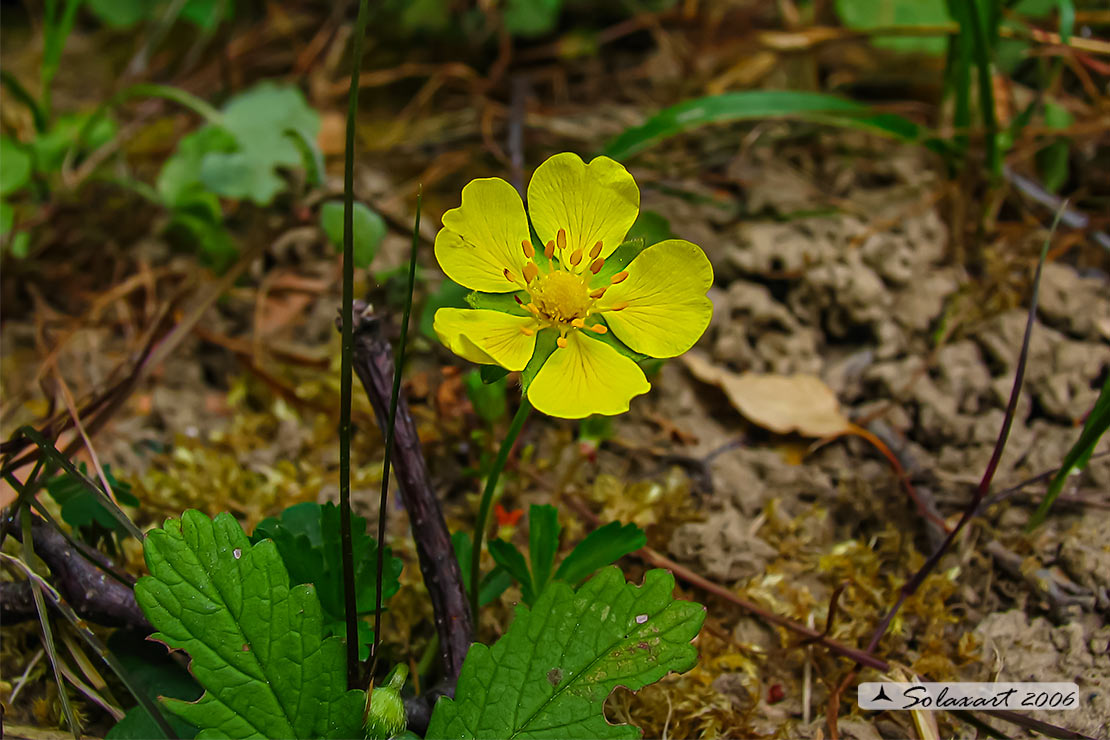 Potentilla reptans