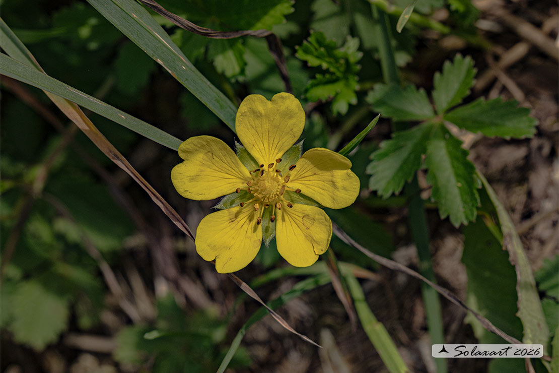 Potentilla reptans