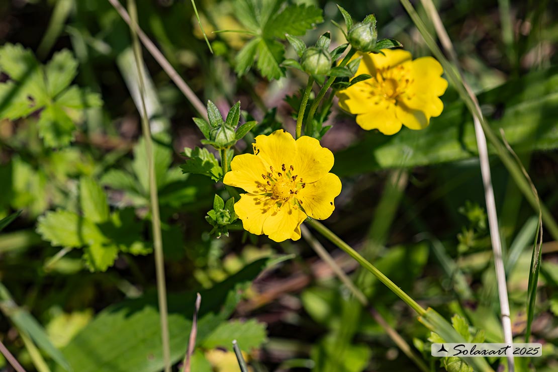 Potentilla reptans