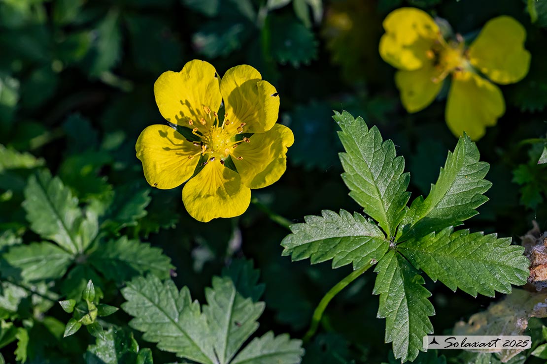 Potentilla reptans
