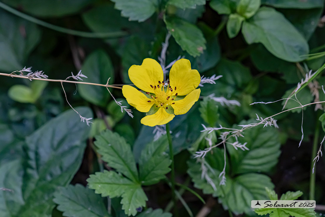 Potentilla reptans