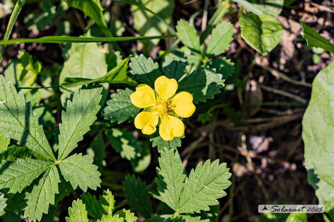 Potentilla reptans