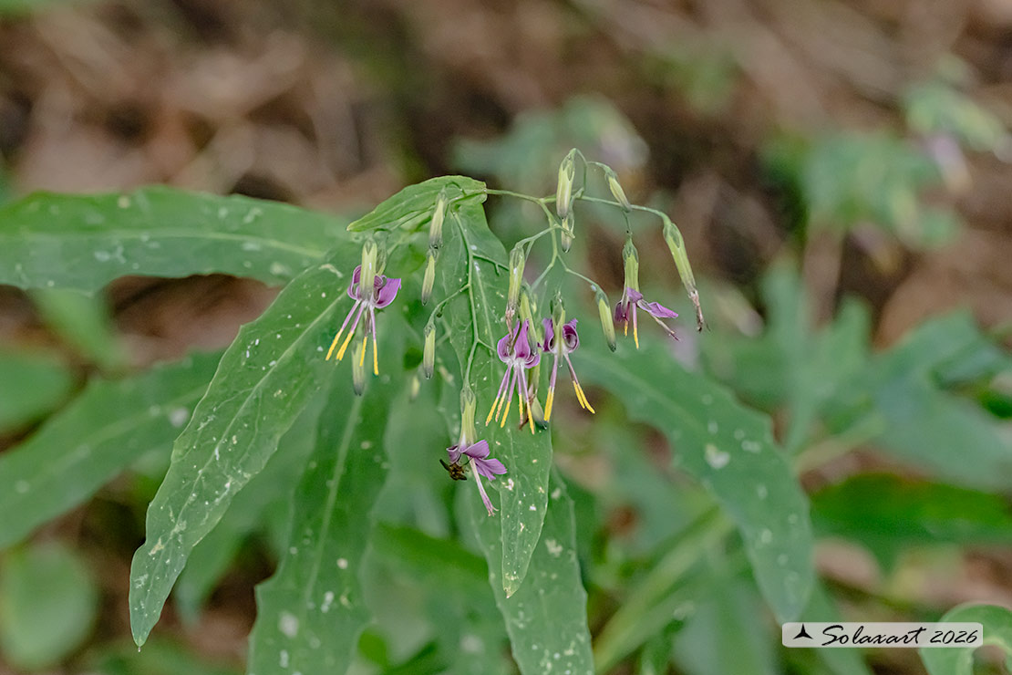 Prenanthes purpurea - Lattuga montana