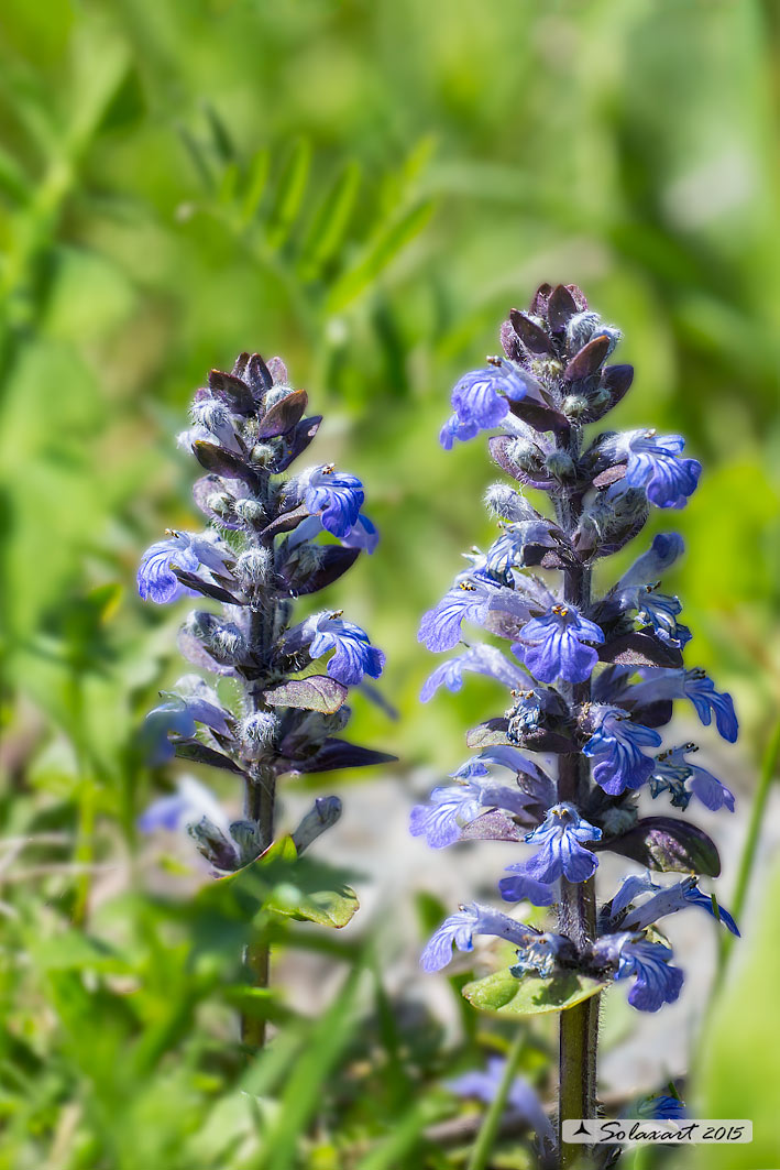 Colori di primavera