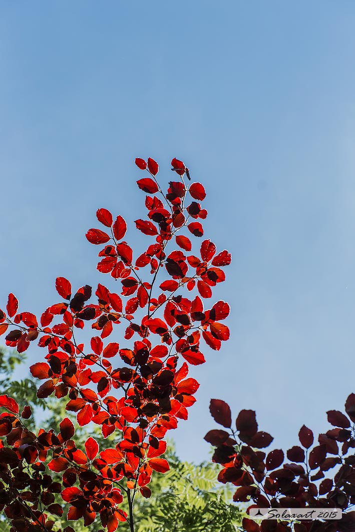 Colori di primavera