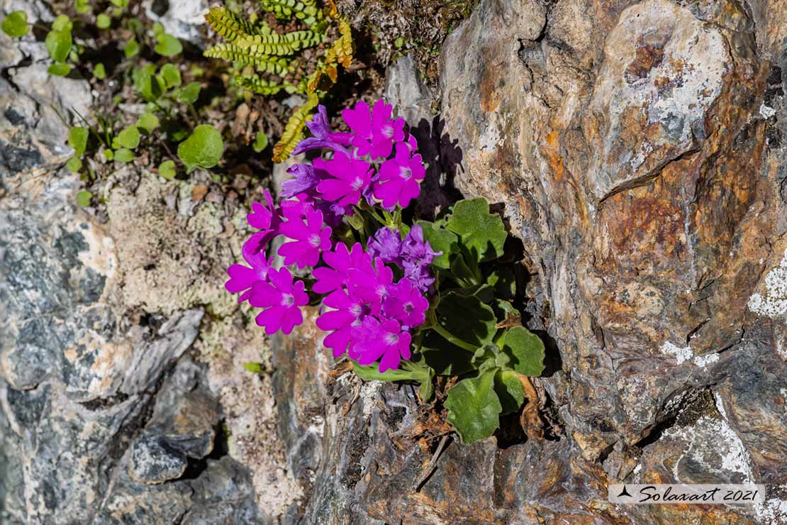 Primula daonensis
