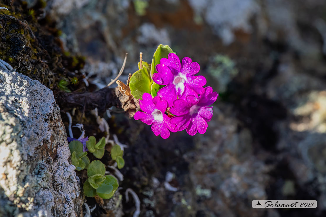 Primula daonensis