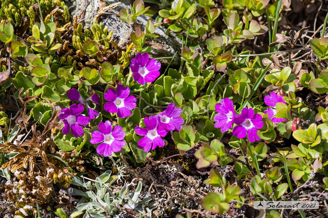 Primula daonensis