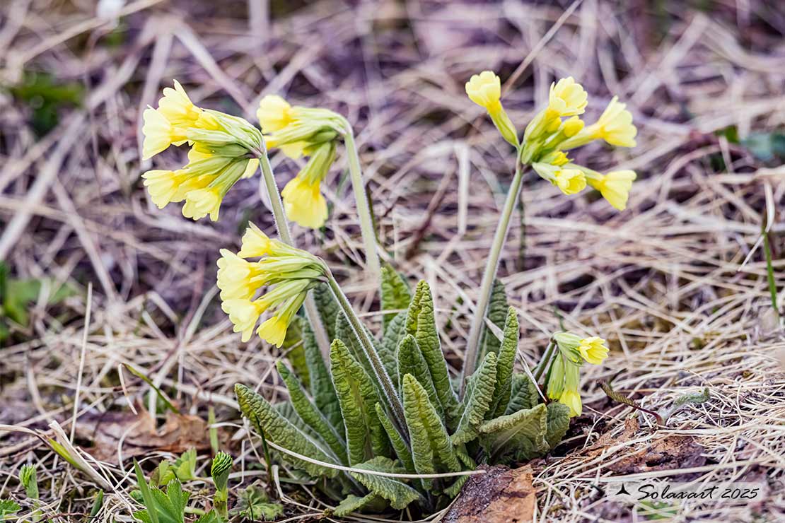 Primula elatior