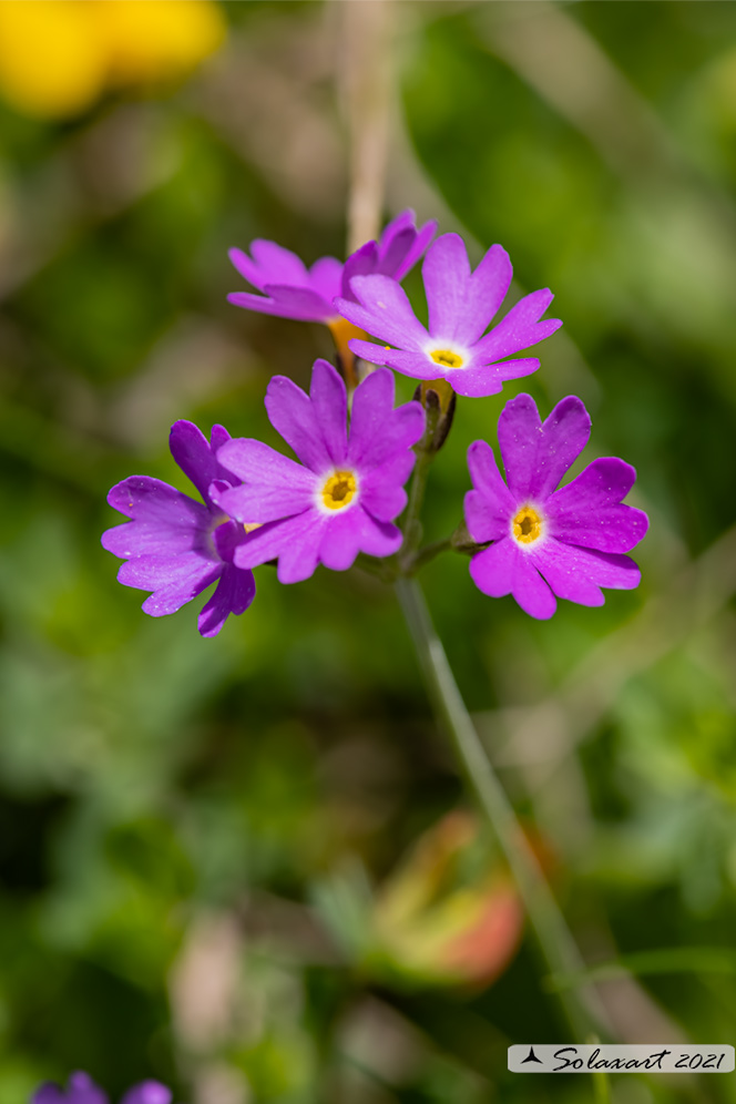 Primula vulgaris