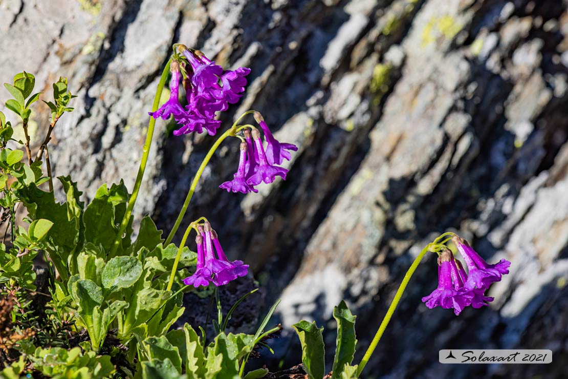 Primula latifolia - Primula puzzolente