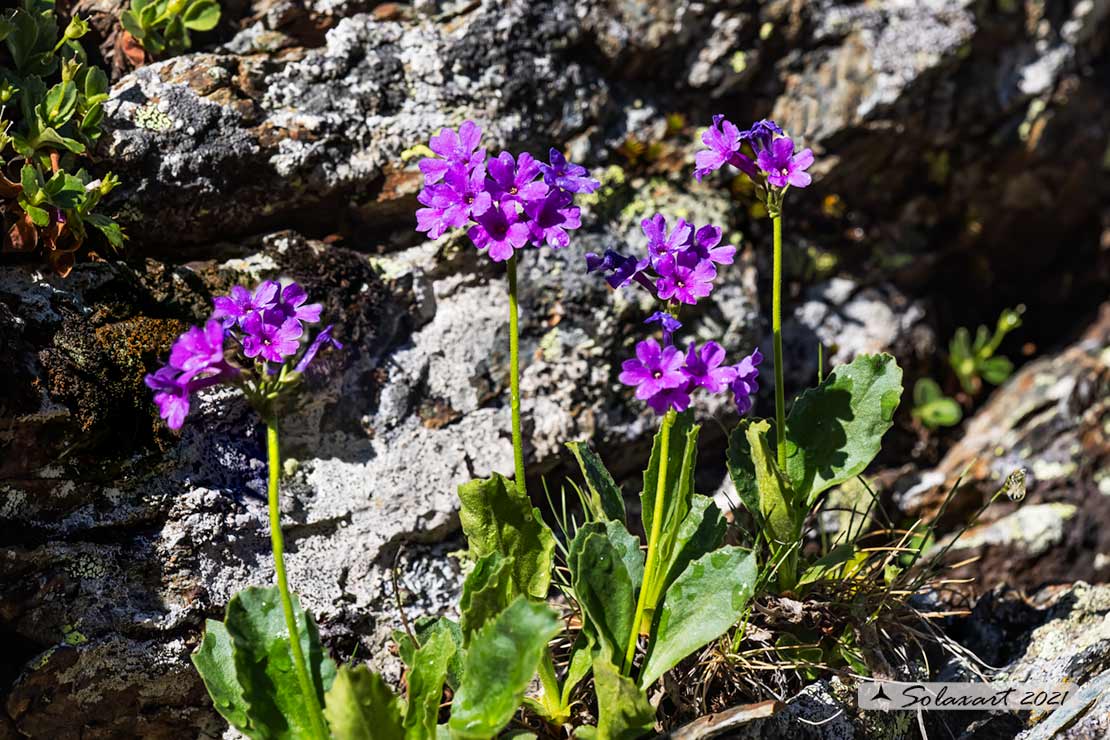 Primula latifolia - Primula puzzolente