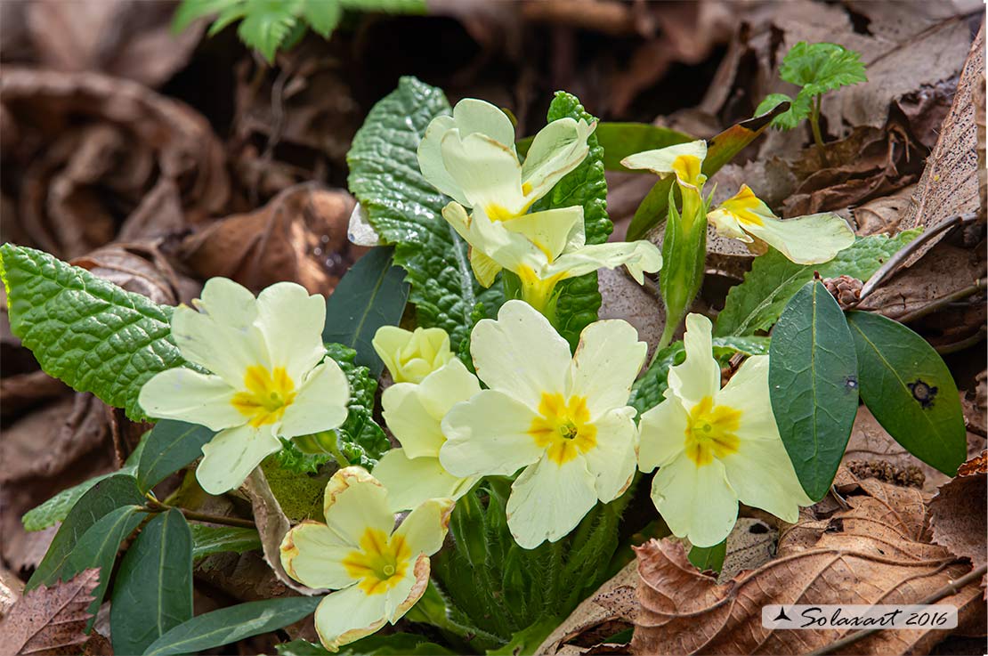 Primula vulgaris