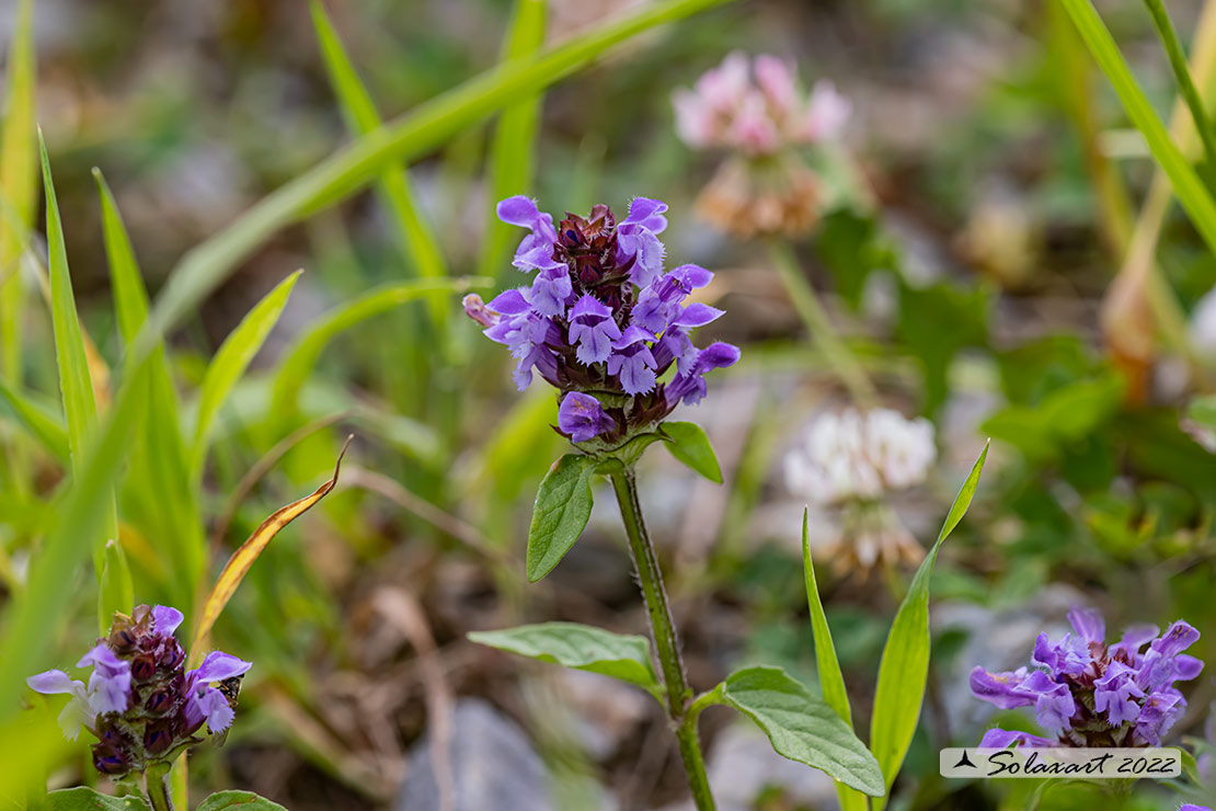 Prunella grandiflora 