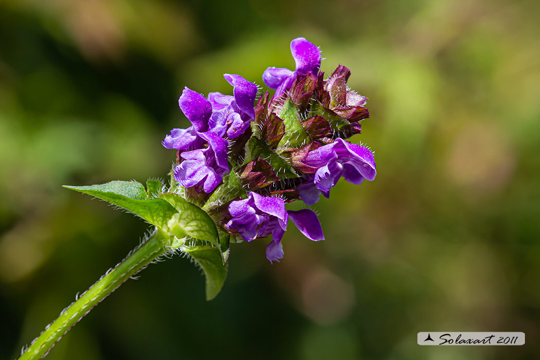 Prunella vulgaris