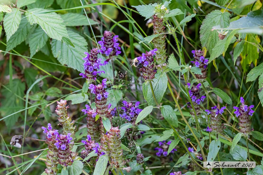 Prunella vulgaris