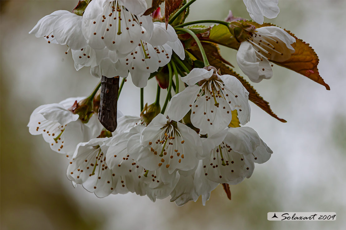 Prunus avium  - Ciliegio selvatico