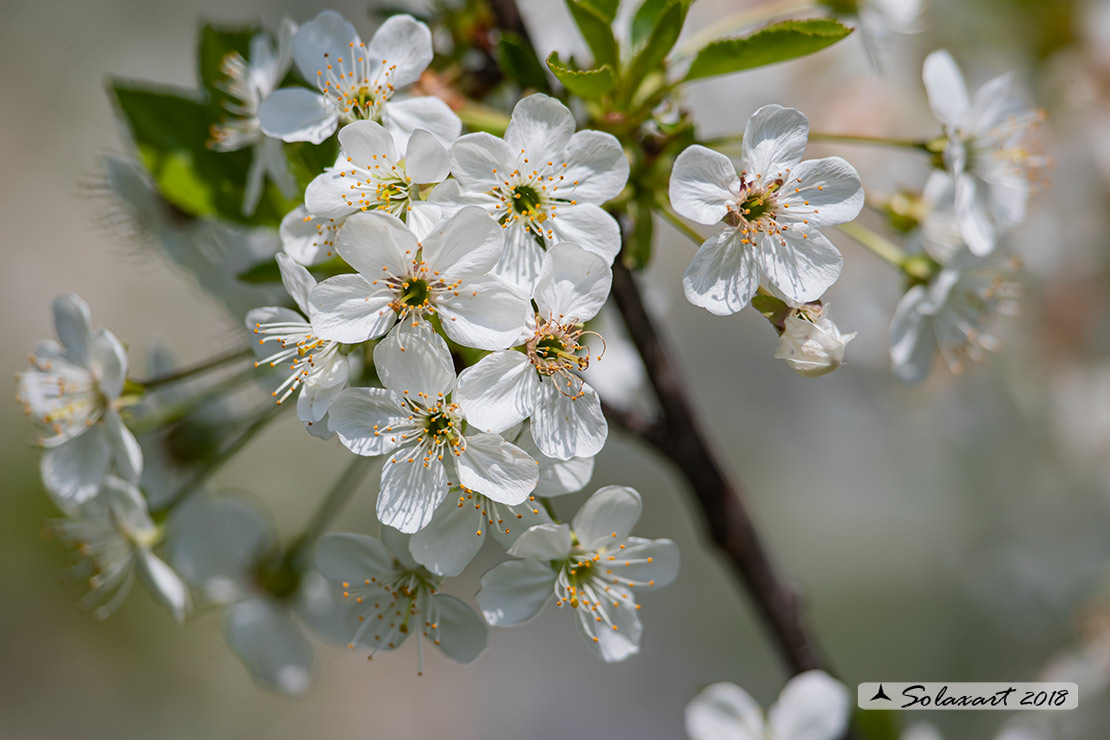 Prunus avium - Ciliegio selvatico